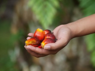 Mondelēz lidera trazabilidad total del aceite de palma para proteger el planeta